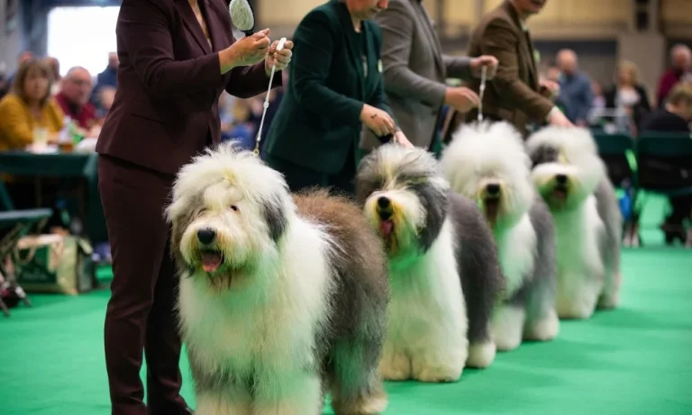 Crufts 2024 at NEC Birmingham
